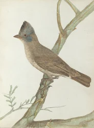 Grive huppée, Birds of New South Wales with their natural history